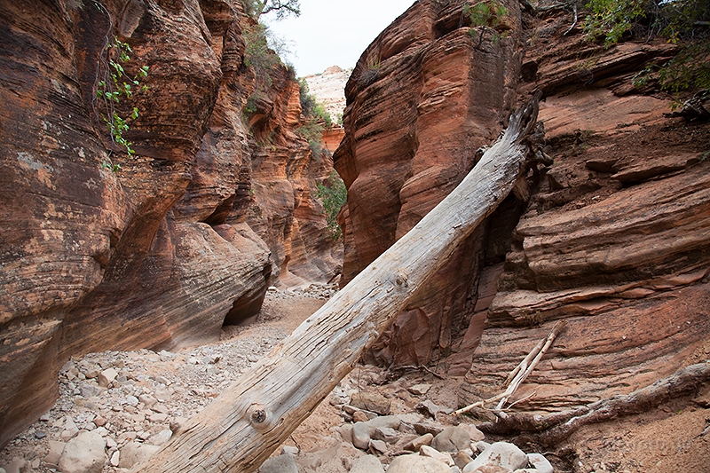 Canyon im Zion NP
